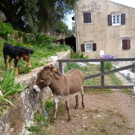 Tsoupis Agní