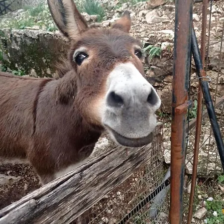 Nyaraló Tsoupis *
